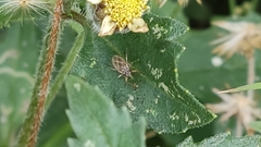Insecta