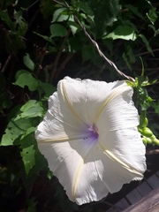 Ipomoea tuberculata