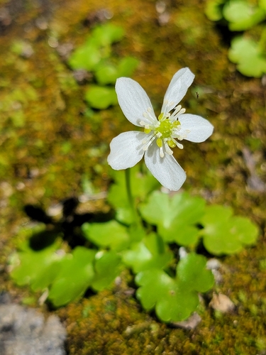 Image of Kumlienia hystricula by no rights reserved