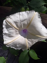 Ipomoea tuberculata