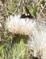 Pygodasis quadrimaculata