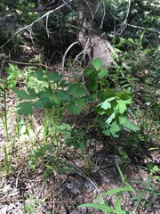 Aquilegia coerulea