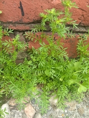 Lepidium didymum