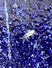 Lepidocyrtus paradoxus