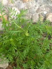 Lepidium didymum