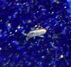 Lepidocyrtus paradoxus