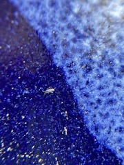 Lepidocyrtus paradoxus