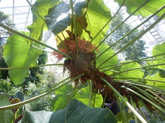Macaranga grandifolia