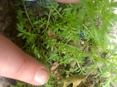 Lepidium didymum