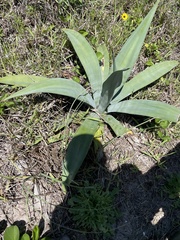 Agave weberi