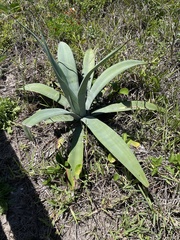 Agave weberi