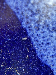 Lepidocyrtus paradoxus