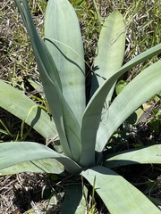 Agave weberi