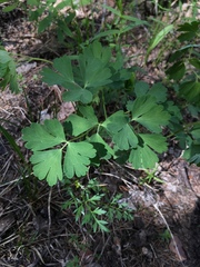 Aquilegia coerulea