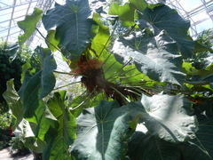 Macaranga grandifolia
