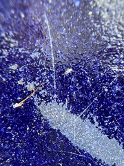 Lepidocyrtus paradoxus