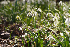 Galanthus nivalis