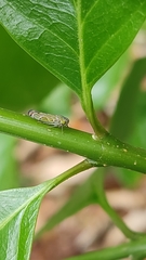 Cicadellidae