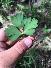 Aquilegia coerulea