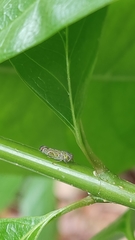 Cicadellidae