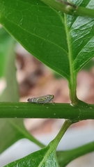 Cicadellidae