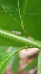 Cicadellidae