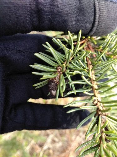 Cucurbitaria piceae image