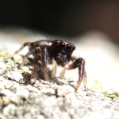 Macaroeris nidicolens