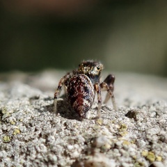 Macaroeris nidicolens