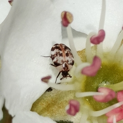 Anthrenus picturatus