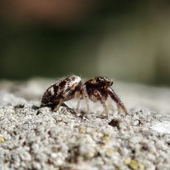 Macaroeris nidicolens