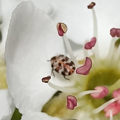 Anthrenus picturatus