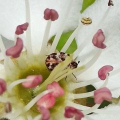 Anthrenus picturatus