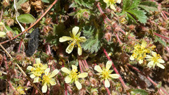 Potentilla subviscosa