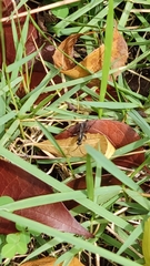 Insecta