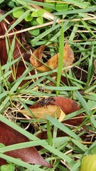 Insecta