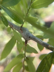 Zapatella quercusmedullae