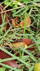Insecta