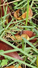 Insecta