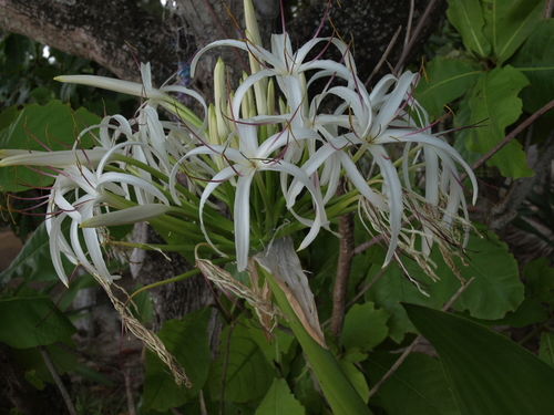 Crinum asiaticum observed 2010-06-20