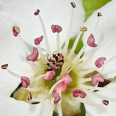 Anthrenus picturatus