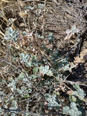 Dicoria canescens