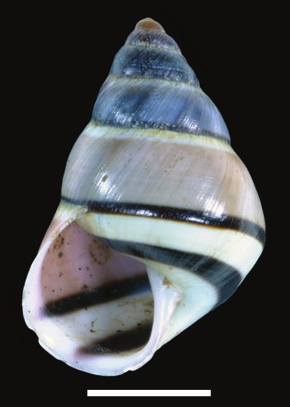 Aegistohadra roemeri