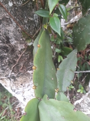 Rhipsalis pachyptera