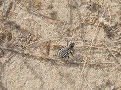 Graphipterus minutus