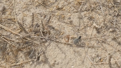 Graphipterus minutus