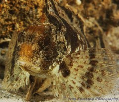 Centropogon australis