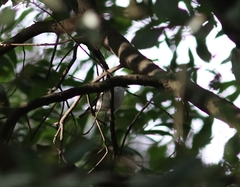 Ficedula hypoleuca