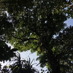 Dendrobium goldschmidtianum