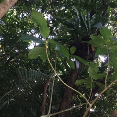 Ficus cumingii terminalifolia